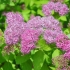 Spiraea japonica goldflame