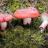 Russula krvavo crvena: gdje raste i kako izgleda
