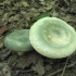 Russula zelenkasta: opis gljive, fotografija
