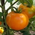 Altai narandžasti paradajz: opis i karakteristike sorte