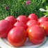 Paradajz andreevsky iznenađenje: karakteristike i opis sorte