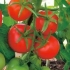 Paradajz maćuhica f1: karakteristike i opis sorte