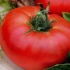 Paradajz ažur
