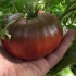 Paradajz crni baron