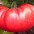 Paradajz dobrynya nikitich