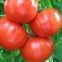 Khlynovsky paradajz f1: recenzije, fotografije