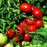 Impala paradajz f1