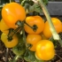 Amber paradajz: karakteristike i opis sorte