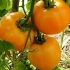 Amber paradajz