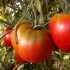 Vukovi kosmonauti paradajza: karakteristike i opis sorte
