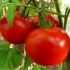 Tomato lyudmila