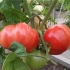 Paradajz malina slon: karakteristike i opis sorte