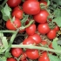 Savršena kora od paradajza f1
