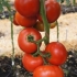 Tomato president 2 f1