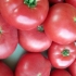 Ružičasti obrazi paradajza: recenzije, fotografije