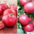 Mesnati ružičasti paradajz