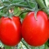 Paradajz šećerne šljive