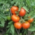 Sibirski paradajz ranog zrenja