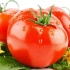 Utor za paradajz: karakteristike i opis sorte