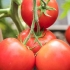 Paradajz verochka f1: recenzije sa fotografijama, opis sorte paradajza, sadnja i njega
