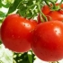 Paradajz sibirske selekcije za plastenike
