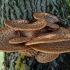 Ljuskava tinder (polyporus squamosus): fotografija i opis, recepti