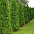 Thuja spiralis - opis sorte, sadnja i njega