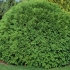 Thuja western woodwardi (woodwardii): fotografija i opis, recenzije