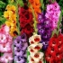 Đubriva za gladiole