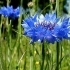 Cornflower blue