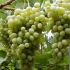 Muscat grožđe