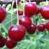 Cherry kharitonovskaya