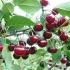 Youth cherry