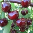 Cherry hope