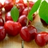 Cherry tamaris