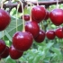 Cherry volochaevka