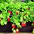 Uzgoj jagoda kod kuće tokom cijele godine