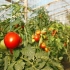 Uzgoj paradajza u stakleniku od polikarbonata